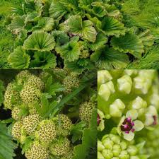 Image result for Tinnea antiscorbutica