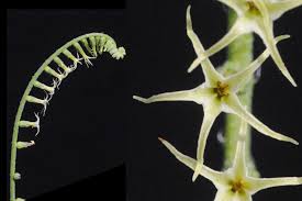 Image result for Heliotropium zeylanicum