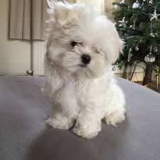 Reed always has beautiful tri color puppies with dramatic colors! Teacup Maltese Canterbury Kent Pets4homes