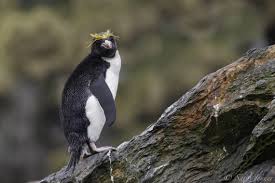 Zoologist dr joanna bagniewska, famelab finalist in 2014. Macaroni Penguin Facts Pictures And More About The Macaroni Penguin