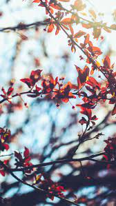 Pin On Autumn Iphone Wallpapers
