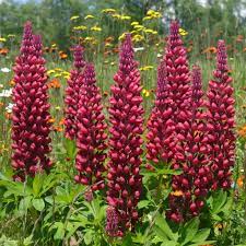 Burgundy Lupine Hovland Mn Lupines Bloom Orchids