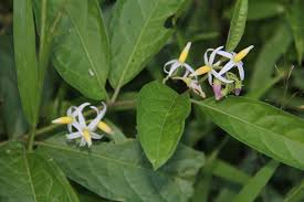 Image result for Solanum americanum