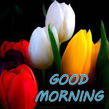 Good Morning Flower Hd Download Good Morning Wallpaper Good Morning Flowers Pictures Morning Images