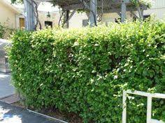 Maybe you would like to learn more about one of these? 9 Native Hedge Plants Ideas Plants California Native Plants Evergreen Bush