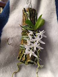 Image result for Mystacidium