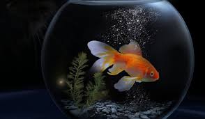 Cara merawat ikan hias yang pertama, yaitu memeriksa kondisi akuarium sebelum menaruh ikan di dalamnya. 6 Langkah Mudah Merawat Akuarium Anda Di Rumah Potensi Bisnis