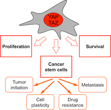 Zobaczenie tweetów nie odblokuje @chung_gang. Yap Taz At The Roots Of Cancer Cancer Cell