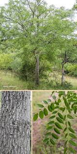 Image result for Kirkia