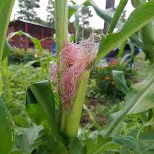 One really can hear corn grow. When To Harvest Sweet Corn The Beginner S Garden