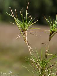 Image result for Isolepis fluitans