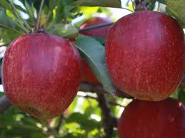 In new zealand winter is. Apple Royal Gala