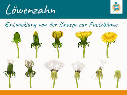 Sie sind auch für den menschen gesund und essbar. Lowenzahn Ihre Apotheke Informiert Uber Die Heilpflanze