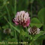Image result for Trifolium isthmocarpum
