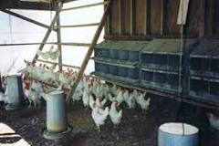 RAISING CHICKENS FOR EGG PRODUCTION – Small and backyard poultry