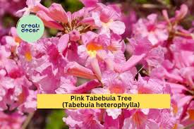 Image result for Tabebuia heterophylla
