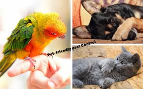 Hear what residents have to say about our new environmentally friendly pest control method in tampines. Pest Control Pet Supplies Australia