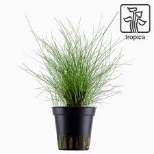 Image result for Eleocharis brainii
