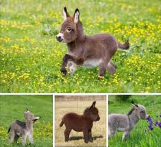 Dwarf Donkey Cute Animals Cute Animal Pictures Baby Donkey