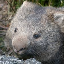 Like koalas, female wombats have pouches that face to the rear of their bodies, in which they carry and nurse their young. Why Do Wombats Do Cube Shaped Poo Cosmos Magazine