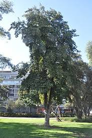 Image result for Beilschmiedia rwandensis