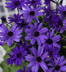 Image result for Cineraria