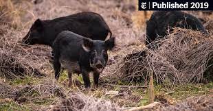 Hog hunting in texas with jacob aguayo if you would like to have the adrenaline rush while hog hunting shoot me shoot me a. Feral Pigs Roam The South Now Even Northern States Aren T Safe The New York Times