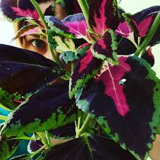 Image result for Coleus alpinus