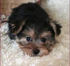 Morkie Yorktese Yorkie Maltese Puppies For Sale Iowa Morkie Puppies Puppies Maltese Puppy