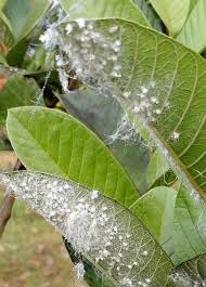 Guavas are known to be really healthy fruits that are high in numerous nutrients and minerals. Tnau Agritech Portal Crop Protection