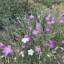 Image result for Agrostemma