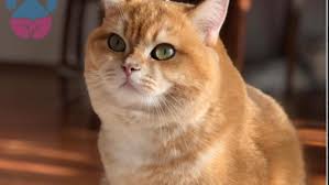 British Shorthair Sahiplenme Ilanlari Gercek Gundem