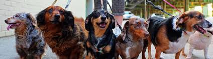 Serving the communities of cottonwood heights. Pet Boarding In Union City Ca Vca All About Pets Animal Hospital