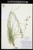 Image result for Rhynchosia holstii