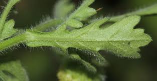 Image result for Grangea maderaspatana