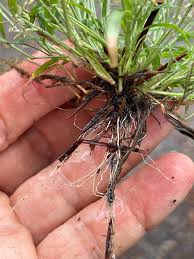 Image result for Eragrostis gangetica