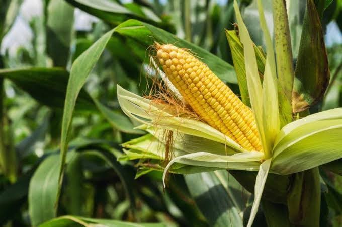 Maïs : OGM et droits de douane ferment le marché kényan à l'Afrique du Sud https://www.agenceecofin.com/actualites/0110-142033-mais-ogm-et-droits-de- douane-ferment-le-marche-kenyan-a-l-afrique-du-sud