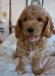 Our puppies make wonderful family pets, therapy ,comfort and companion dogs. F1b Mini Goldendoodle Goldendoodle Puppy Mini Goldendoodle Goldendoodle