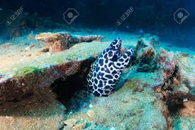 Honeycomb Moray Eel On A Shipwreck Stock Photo Picture And Royalty Free Image Image 91524507