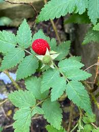 Image result for Rubus rosifolius