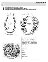 And the simple act of parts of a sponge breaking of and establishing in a new location. Phylum Porifera Objectives Explain Basic Body Plan Chegg Com
