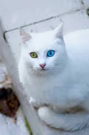 Turkish Van Cat Cat Catbreeds Vancat Turkishvancat Pretty Cats Beautiful Cats Turkish Van Cats