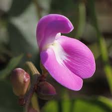 Image result for Canavalia