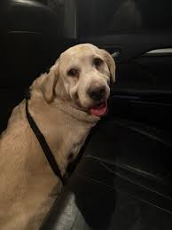 Found just now at central avenue park in Ardrossan handed into Morrisons  across the road has an email notification for kaiden Paul but have no way  of contacting them