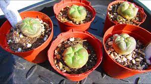 We found that it has a truly unique water holding capability while simultaneously being optimized to provide superior draining which succulents need. Re Potting My Lophophora Williamsii Cactus Seedlings The Peyote Cacti Youtube