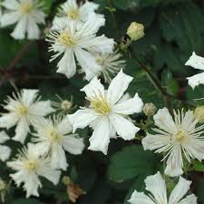 De bloei vindt plaats op jonge uitlopers. Clematis Powojnik Paul Farges 4116 Sadzonki Kupuj Korzystniej W Domisad Pl