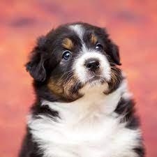 Maybe you would like to learn more about one of these? Australian Shepherd Puppies For Sale In California Ca