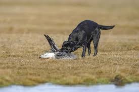 Søger gul labrador hvalp, gerne tæve, jeg leder efter en labrador hvalp, gerne tæve. Labrador Den Familievenlige Apporteringsidiot Jagt Vildt Vaben