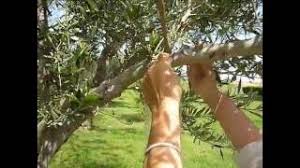 piege a mouche les mouches ont envahi votre intérieur et vous ne savez pas comment vous en débarrasser ? Fabrication Piege Mouche De L Olive Youtube