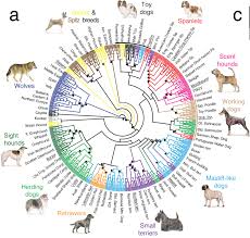 choosing the right dog breed for the family with kids dog